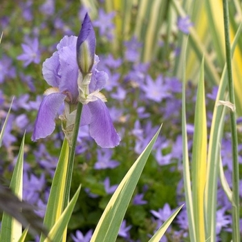 Iris pallida 'Aurea-Variegata' 