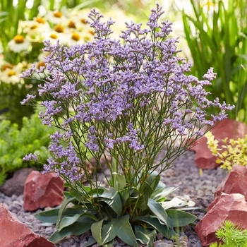 Limonium 'Dazzle Rocks' 