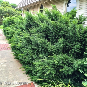 Podocarpus macrophyllus