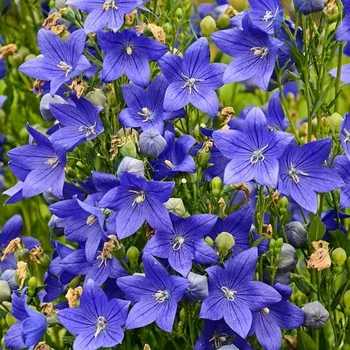 Platycodon 