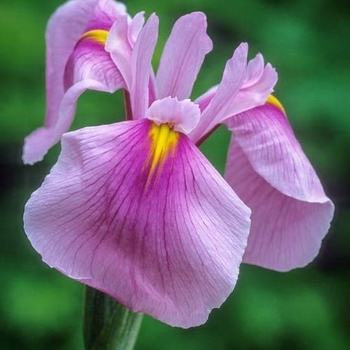 Iris ensata 'Rose Queen' 