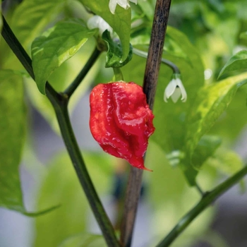 Capsicum annuum 'Carolina Reaper' 