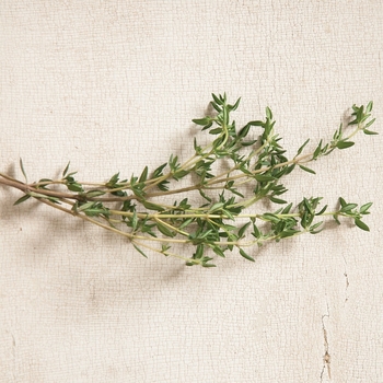Thymus praecox
