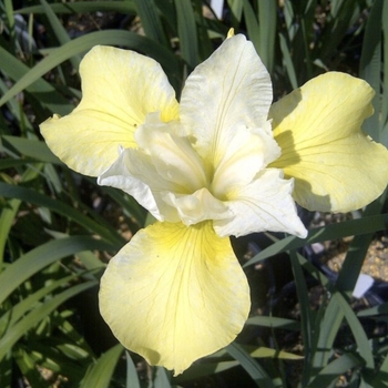 Iris sibirica 'Snow Queen' 