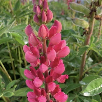 Lupinus polyphyllus 'Gallery Mix' 