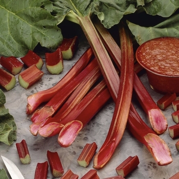 Rheum 'Chipman's Canada Red' 