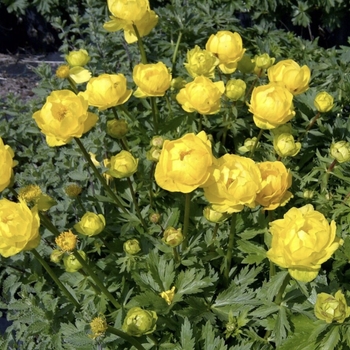 Trollius 'Multiple Varieties' 