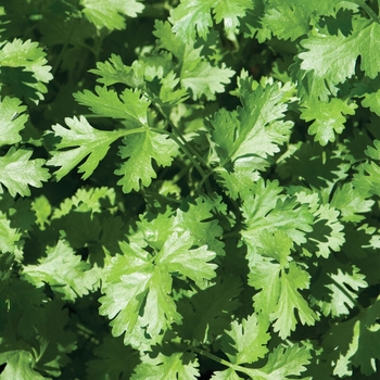 Coriandrum sativum 'Calypso' 