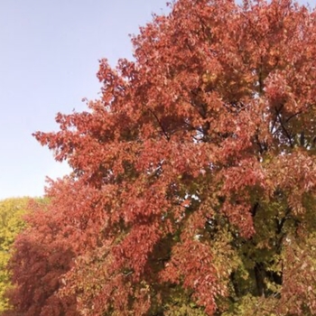 Acer rubrum 'Frank Jr' PP16769