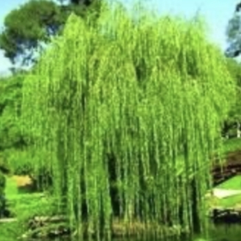 Salix pentaphyllum 'Prairie Cascade' 