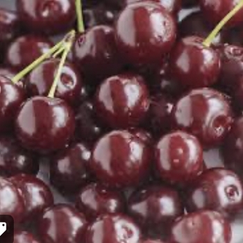 Prunus avium