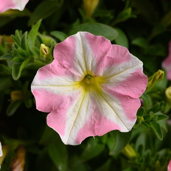 Petunia 