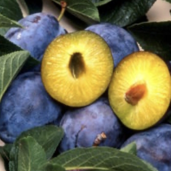 Prunus domestica 'Stanley' 