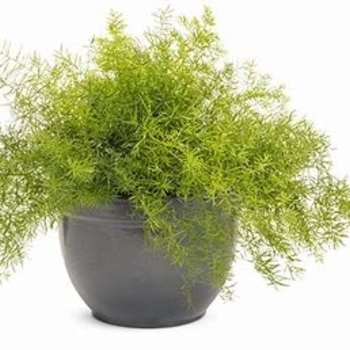 Asparagus densiflorus 'Sprengeri Compacta' 