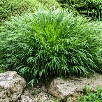 Hakonechloa macra