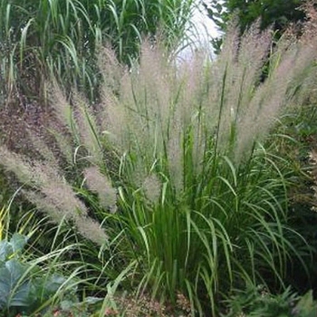 Calamagrostis arundinacea var brachytricha 'Caspian' 