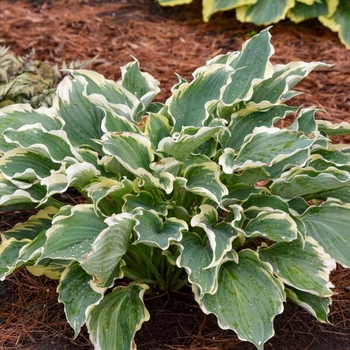 Hosta 'Hope Springs Eternal' PPAF, Can PBRAF