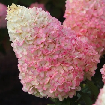 Hydrangea paniculata 'Bokropiav' PPAF