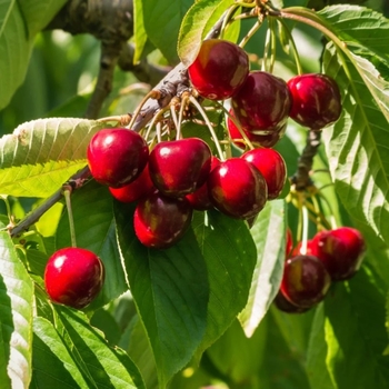 Prunus avium 'Stella' 