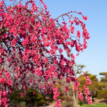 Prunus 'Crimson Cascade' 