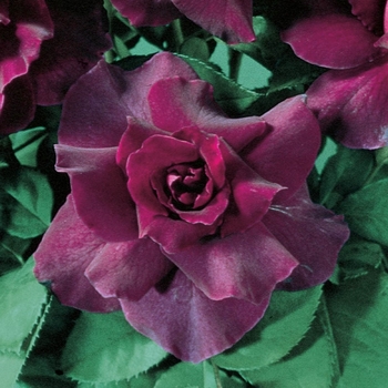 Rosa 'Intrigue' 