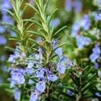Rosmarinus officinalis 'Miss Jessupp's Upright' 