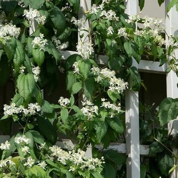 Clematis virginiana