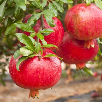 Punica granatum 'Salavatski' 