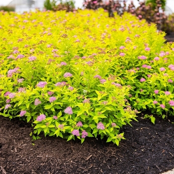 Spiraea japonica 'Pineapple Poprocks®' 