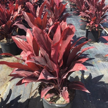 Cordyline fruticosa 'Auntie Lou' 