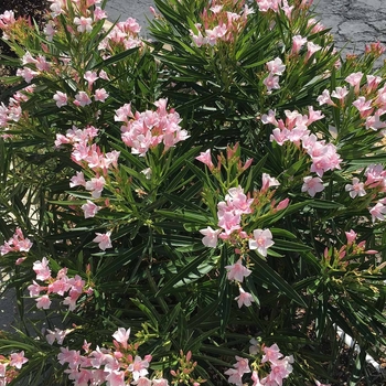 Nerium oleander 'Petite Pink' 