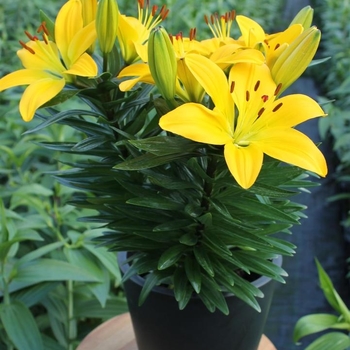 Lilium 