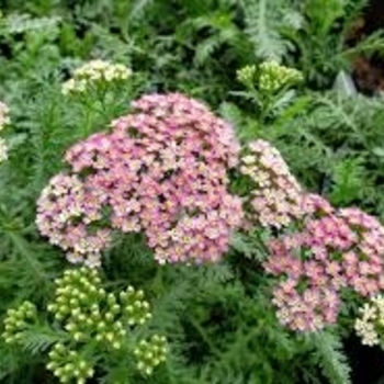 Achillea millefolium 'Montara Mountain Form' 