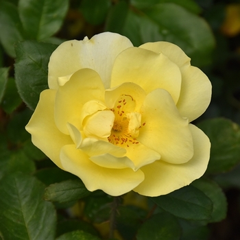 Rosa 'Meizgglie' 