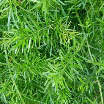 Asparagus aethiopicus