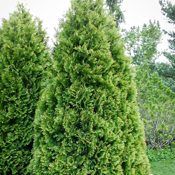 Thuja occidentalis 'American Pillar' PP20209