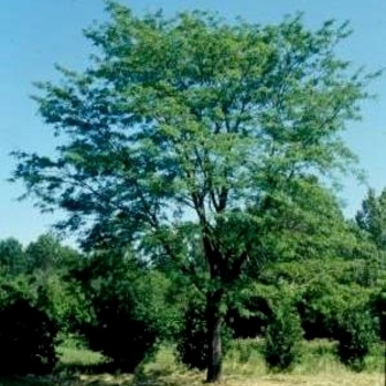 Gleditsia triacanthos var. inermis 'Northern Acclaim®' Harve