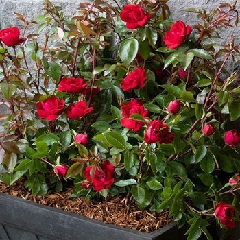Rosa 'Meizgglie' 