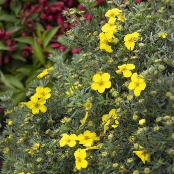 Potentilla fruticosa 'CheeseHead™' SMPFMY PP28890