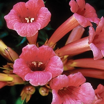 Campsis radicans 'Monbal' 