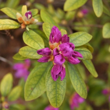 Rhododendron 'PJM Elite Star' 