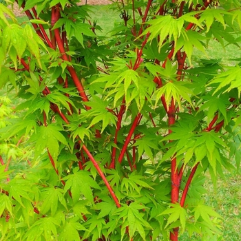 Acer palmatum 'Red Wood' 