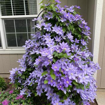 Clematis 'Evipo062' 