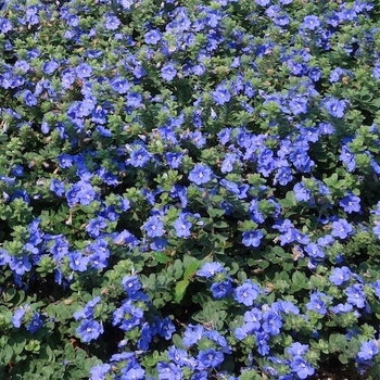 Evolvulus glomeratus 'Beach Bum Blue' 