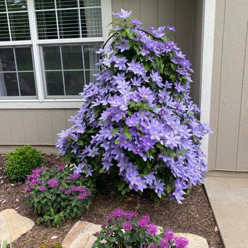Clematis Boulevard® 'Zara™' (298690)