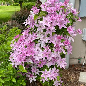 Clematis 'Cherokee' 