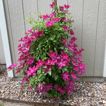 Clematis 'Evipo069' 