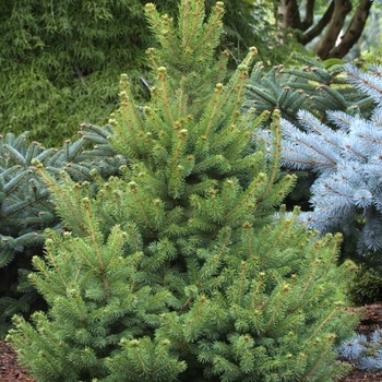 Picea glauca 'North Star' 