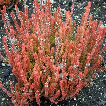Calluna Vulgaris 'Firefly' 