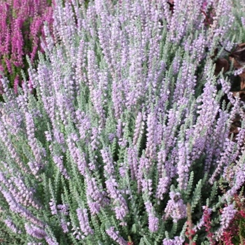 Calluna vulgaris 'Silver Knight' 